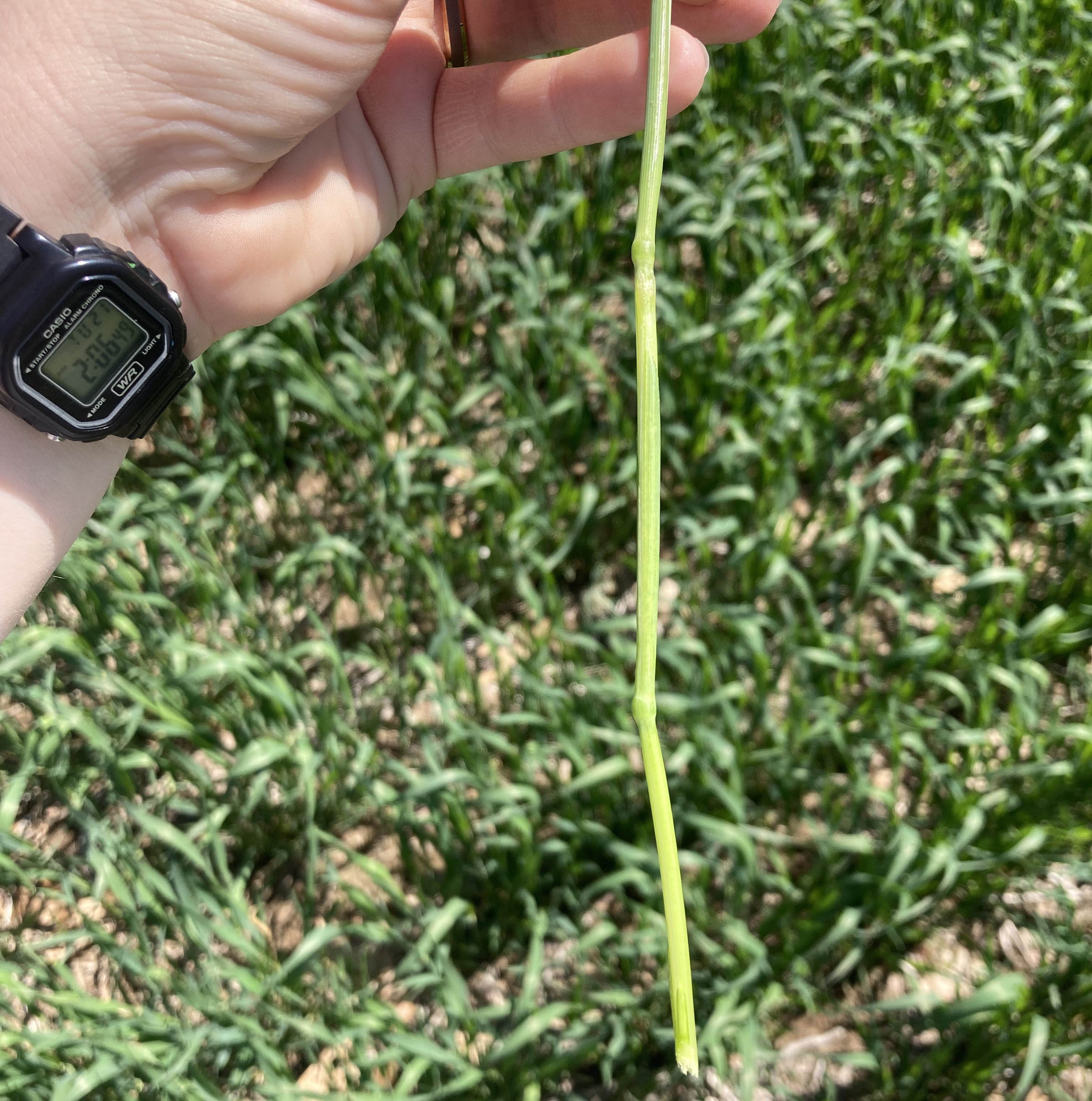 A hand holds a wheat steam with two nodes visible.